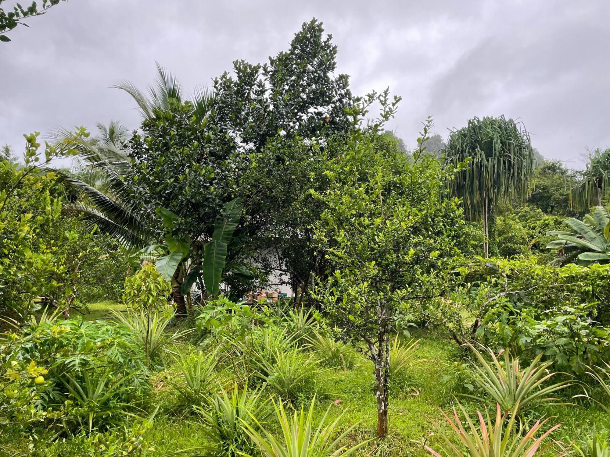 Khaosok Farmstay Khao Sok National Park エクステリア 写真